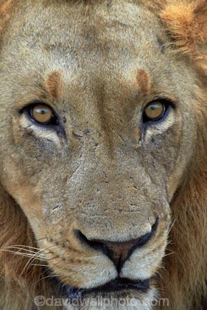 Africa;African-animals;African-wildlife;animal;animals;carnivore;carnivores;cat;cats;danger;dangerous;eye;eyes;face;faces;feline;game-drive;game-park;game-parks;game-reserve;game-reserves;game-viewing;Great-Limpopo-Transfrontier-Park;hunter;hunters;Kruger;Kruger-N.P.;Kruger-National-Park;Kruger-NP;Kruger-reserve;Kruger-to-Canyons-Biosphere;Lion;lion-close-up;lion-close_up;lion-closeup;lion-eyes;lion-face;lion-mane;lions-eyes;lionesses;lions;male;male-lion;male-lions;males;mammal;mammals;mane;national-park;national-parks;natural;nature;Panthera-leo;predator;predators;Republic-of-South-Africa;reserve;reserves;South-Africa;South-African-Republic;Southern-Africa;wild;wilderness;wildlife;wildlife-park;wildlife-parks;wildlife-reserve;wildlife-reserves