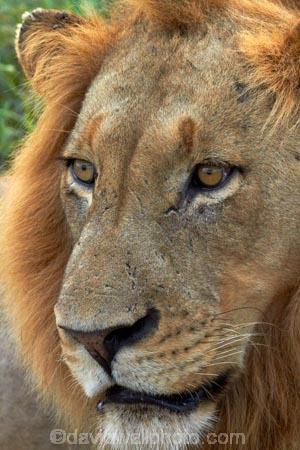 Africa;African-animals;African-wildlife;animal;animals;carnivore;carnivores;cat;cats;danger;dangerous;face;faces;feline;game-drive;game-park;game-parks;game-reserve;game-reserves;game-viewing;Great-Limpopo-Transfrontier-Park;hunter;hunters;Kruger;Kruger-N.P.;Kruger-National-Park;Kruger-NP;Kruger-reserve;Kruger-to-Canyons-Biosphere;Lion;lion-close-up;lion-close_up;lion-closeup;lion-face;lion-mane;lionesses;lions;male;male-lion;male-lions;males;mammal;mammals;mane;national-park;national-parks;natural;nature;Panthera-leo;predator;predators;Republic-of-South-Africa;reserve;reserves;South-Africa;South-African-Republic;Southern-Africa;wild;wilderness;wildlife;wildlife-park;wildlife-parks;wildlife-reserve;wildlife-reserves