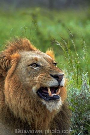 Africa;African-animals;African-wildlife;angry;animal;animals;carnivore;carnivores;cat;cats;danger;dangerous;face;faces;feline;game-drive;game-park;game-parks;game-reserve;game-reserves;game-viewing;Great-Limpopo-Transfrontier-Park;hunter;hunters;Kruger;Kruger-N.P.;Kruger-National-Park;Kruger-NP;Kruger-reserve;Kruger-to-Canyons-Biosphere;Lion;lion-close-up;lion-close_up;lion-closeup;lion-face;lion-mane;lion-roar;lion-roaring;lionesses;lions;lions-roaring;male;male-lion;male-lions;males;mammal;mammals;mane;mouth;mouth-open;mouths;national-park;national-parks;natural;nature;open-mouth;Panthera-leo;predator;predators;Republic-of-South-Africa;reserve;reserves;roar;roaring;South-Africa;South-African-Republic;Southern-Africa;teeth;tooth;wild;wilderness;wildlife;wildlife-park;wildlife-parks;wildlife-reserve;wildlife-reserves;yawn;yawning