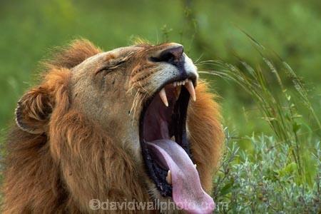 Africa;African-animals;African-wildlife;angry;animal;animals;carnivore;carnivores;cat;cats;danger;dangerous;face;faces;feline;game-drive;game-park;game-parks;game-reserve;game-reserves;game-viewing;Great-Limpopo-Transfrontier-Park;hunter;hunters;Kruger;Kruger-N.P.;Kruger-National-Park;Kruger-NP;Kruger-reserve;Kruger-to-Canyons-Biosphere;Lion;lion-close-up;lion-close_up;lion-closeup;lion-face;lion-mane;lion-roar;lion-roaring;lion-tongue;lions-tongue;lionesses;lions;lions-roaring;male;male-lion;male-lions;males;mammal;mammals;mane;mouth;mouth-open;mouths;national-park;national-parks;natural;nature;open-mouth;Panthera-leo;predator;predators;Republic-of-South-Africa;reserve;reserves;roar;roaring;South-Africa;South-African-Republic;Southern-Africa;teeth;tongue;tongues;tooth;wild;wilderness;wildlife;wildlife-park;wildlife-parks;wildlife-reserve;wildlife-reserves;yawn;yawning