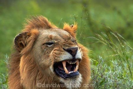 Africa;African-animals;African-wildlife;angry;animal;animals;carnivore;carnivores;cat;cats;danger;dangerous;face;faces;feline;game-drive;game-park;game-parks;game-reserve;game-reserves;game-viewing;Great-Limpopo-Transfrontier-Park;hunter;hunters;Kruger;Kruger-N.P.;Kruger-National-Park;Kruger-NP;Kruger-reserve;Kruger-to-Canyons-Biosphere;Lion;lion-close-up;lion-close_up;lion-closeup;lion-face;lion-mane;lion-roar;lion-roaring;lionesses;lions;lions-roaring;male;male-lion;male-lions;males;mammal;mammals;mane;mouth;mouth-open;mouths;national-park;national-parks;natural;nature;open-mouth;Panthera-leo;predator;predators;Republic-of-South-Africa;reserve;reserves;roar;roaring;South-Africa;South-African-Republic;Southern-Africa;teeth;tooth;wild;wilderness;wildlife;wildlife-park;wildlife-parks;wildlife-reserve;wildlife-reserves;yawn;yawning