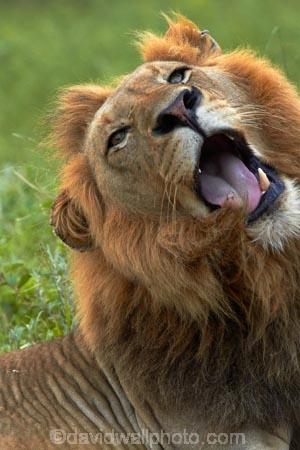 Africa;African-animals;African-wildlife;angry;animal;animals;carnivore;carnivores;cat;cats;danger;dangerous;face;faces;feline;game-drive;game-park;game-parks;game-reserve;game-reserves;game-viewing;Great-Limpopo-Transfrontier-Park;hunter;hunters;Kruger;Kruger-N.P.;Kruger-National-Park;Kruger-NP;Kruger-reserve;Kruger-to-Canyons-Biosphere;Lion;lion-close-up;lion-close_up;lion-closeup;lion-face;lion-mane;lion-roar;lion-roaring;lion-tongue;lions-tongue;lionesses;lions;lions-roaring;male;male-lion;male-lions;males;mammal;mammals;mane;mouth;mouth-open;mouths;national-park;national-parks;natural;nature;open-mouth;Panthera-leo;predator;predators;Republic-of-South-Africa;reserve;reserves;roar;roaring;South-Africa;South-African-Republic;Southern-Africa;teeth;tongue;tongues;tooth;wild;wilderness;wildlife;wildlife-park;wildlife-parks;wildlife-reserve;wildlife-reserves;yawn;yawning