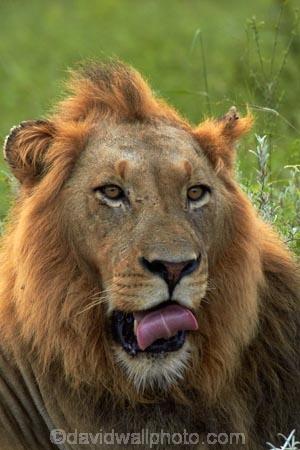 Africa;African-animals;African-wildlife;animal;animals;carnivore;carnivores;cat;cats;danger;dangerous;face;faces;feline;game-drive;game-park;game-parks;game-reserve;game-reserves;game-viewing;Great-Limpopo-Transfrontier-Park;hunter;hunters;Kruger;Kruger-N.P.;Kruger-National-Park;Kruger-NP;Kruger-reserve;Kruger-to-Canyons-Biosphere;Lion;lion-close-up;lion-close_up;lion-closeup;lion-face;lion-mane;lion-tongue;lions-tongue;lionesses;lions;male;male-lion;male-lions;males;mammal;mammals;mane;mouth;mouth-open;mouths;national-park;national-parks;natural;nature;open-mouth;Panthera-leo;predator;predators;Republic-of-South-Africa;reserve;reserves;South-Africa;South-African-Republic;Southern-Africa;teeth;tongue;tongues;tooth;wild;wilderness;wildlife;wildlife-park;wildlife-parks;wildlife-reserve;wildlife-reserves