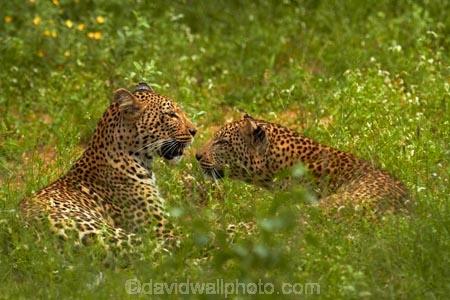 Africa;African-animals;African-wildlife;animal;animals;carnivore;carnivores;cat;cats;couple;couples;feline;game-drive;game-park;game-parks;game-reserve;game-reserves;game-viewing;grass;Great-Limpopo-Transfrontier-Park;hide;hiding;hiding-in-long-grass;hunter;hunters;Kruger;Kruger-N.P.;Kruger-National-Park;Kruger-NP;Kruger-reserve;Kruger-to-Canyons-Biosphere;leopard;leopards;long-grass;mammal;mammals;national-park;national-parks;natural;nature;pair;pairs;Panthera-pardus;predator;predators;Republic-of-South-Africa;reserve;reserves;rosette;rosettes;South-Africa;South-African-Republic;Southern-Africa;spot;spots;spotted;spotted-cat;spotted-cats;two;wild;wilderness;wildlife;wildlife-park;wildlife-parks;wildlife-reserve;wildlife-reserves