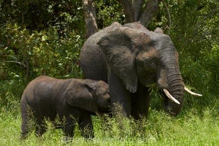 Africa;African-animals;African-bush-elephant;African-bush-elephants;African-elephant;African-elephants;African-wildlife;animal;animals;babies;baby;baby-drinking;baby-suckling;calf;calf-suckling;calfs;calves;elephant;elephants;game-drive;game-park;game-parks;game-reserve;game-reserves;game-viewing;Great-Limpopo-Transfrontier-Park;Kruger;Kruger-N.P.;Kruger-National-Park;Kruger-NP;Kruger-reserve;Kruger-to-Canyons-Biosphere;Loxodonta-africana;mammal;mammals;national-park;national-parks;natural;nature;pachyderm;pachyderms;Republic-of-South-Africa;reserve;reserves;South-Africa;South-African-Republic;Southern-Africa;tusk;tusks;wild;wilderness;wildlife;wildlife-park;wildlife-parks;wildlife-reserve;wildlife-reserves