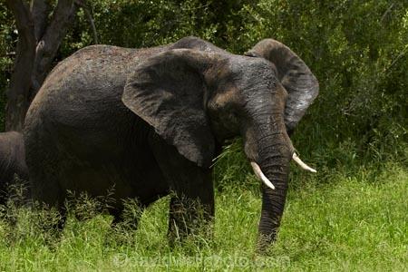 Africa;African-animals;African-bush-elephant;African-bush-elephants;African-elephant;African-elephants;African-wildlife;animal;animals;elephant;elephants;game-drive;game-park;game-parks;game-reserve;game-reserves;game-viewing;Great-Limpopo-Transfrontier-Park;Kruger;Kruger-N.P.;Kruger-National-Park;Kruger-NP;Kruger-reserve;Kruger-to-Canyons-Biosphere;Loxodonta-africana;mammal;mammals;national-park;national-parks;natural;nature;pachyderm;pachyderms;Republic-of-South-Africa;reserve;reserves;South-Africa;South-African-Republic;Southern-Africa;tusk;tusks;wild;wilderness;wildlife;wildlife-park;wildlife-parks;wildlife-reserve;wildlife-reserves