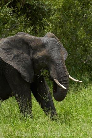 Africa;African-animals;African-bush-elephant;African-bush-elephants;African-elephant;African-elephants;African-wildlife;animal;animals;elephant;elephants;game-drive;game-park;game-parks;game-reserve;game-reserves;game-viewing;Great-Limpopo-Transfrontier-Park;Kruger;Kruger-N.P.;Kruger-National-Park;Kruger-NP;Kruger-reserve;Kruger-to-Canyons-Biosphere;Loxodonta-africana;mammal;mammals;national-park;national-parks;natural;nature;pachyderm;pachyderms;Republic-of-South-Africa;reserve;reserves;South-Africa;South-African-Republic;Southern-Africa;tusk;tusks;wild;wilderness;wildlife;wildlife-park;wildlife-parks;wildlife-reserve;wildlife-reserves