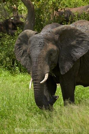 Africa;African-animals;African-bush-elephant;African-bush-elephants;African-elephant;African-elephants;African-wildlife;animal;animals;elephant;elephants;game-drive;game-park;game-parks;game-reserve;game-reserves;game-viewing;Great-Limpopo-Transfrontier-Park;Kruger;Kruger-N.P.;Kruger-National-Park;Kruger-NP;Kruger-reserve;Kruger-to-Canyons-Biosphere;Loxodonta-africana;mammal;mammals;national-park;national-parks;natural;nature;pachyderm;pachyderms;Republic-of-South-Africa;reserve;reserves;South-Africa;South-African-Republic;Southern-Africa;tusk;tusks;wild;wilderness;wildlife;wildlife-park;wildlife-parks;wildlife-reserve;wildlife-reserves