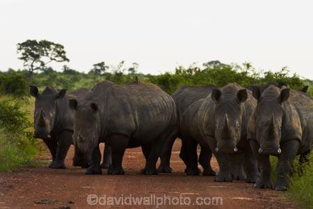 Africa;African-animals;African-wildlife;animal;animals;Ceratotherium-simum;Ceratotherium-simum-simum;crash;game-drive;game-park;game-parks;game-reserve;game-reserves;game-viewing;Great-Limpopo-Transfrontier-Park;herd;herds;Kruger;Kruger-N.P.;Kruger-National-Park;Kruger-NP;Kruger-reserve;Kruger-to-Canyons-Biosphere;mammal;mammals;national-park;national-parks;natural;nature;Republic-of-South-Africa;reserve;reserves;rhino;rhinoceros;rhinoceroses;rhinocerotes;rhinos;South-Africa;South-African-Republic;Southern-Africa;southern-square_lipped-rhinoceros;southern-square_lipped-rhinoceroses;southern-white-rhinoceros;southern-white-rhinoceroses;square_lipped-rhinoceros;square_lipped-rhinoceroses;white-rhino;white-rhinoceros;white-rhinos;wild;wilderness;wildlife;wildlife-park;wildlife-parks;wildlife-reserve;wildlife-reserves