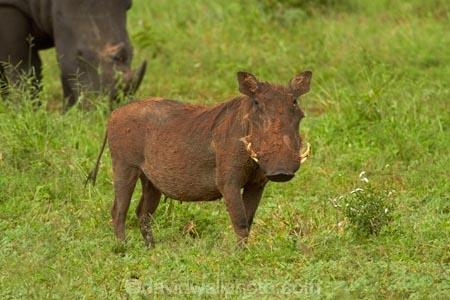 Africa;African;African-animals;African-wildlife;animal;animals;Ceratotherium-simum;Ceratotherium-simum-simum;Common-Warthog;Common-Warthogs;game-drive;game-park;game-parks;game-reserve;game-reserves;game-viewing;Great-Limpopo-Transfrontier-Park;kneel;kneeling;Kruger;Kruger-N.P.;Kruger-National-Park;Kruger-NP;Kruger-reserve;Kruger-to-Canyons-Biosphere;mammal;mammals;national-park;national-parks;natural;nature;Phacochoerus-africanus;Phacochoerus-africanus-sundevallii;Republic-of-South-Africa;reserve;reserves;rhino;rhinoceros;rhinoceroses;rhinocerotes;rhinos;South-Africa;South-African-Republic;Southern-Africa;southern-square_lipped-rhinoceros;southern-square_lipped-rhinoceroses;Southern-Warthog;southern-white-rhinoceros;southern-white-rhinoceroses;square_lipped-rhinoceros;square_lipped-rhinoceroses;Warthog;Warthogs;white-rhino;white-rhinoceros;white-rhinos;wild;wilderness;wildlife;wildlife-park;wildlife-parks;wildlife-reserve;wildlife-reserves