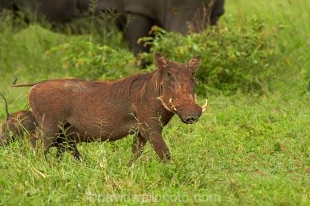 Africa;African;African-animals;African-wildlife;animal;animals;Ceratotherium-simum;Ceratotherium-simum-simum;Common-Warthog;Common-Warthogs;game-drive;game-park;game-parks;game-reserve;game-reserves;game-viewing;Great-Limpopo-Transfrontier-Park;kneel;kneeling;Kruger;Kruger-N.P.;Kruger-National-Park;Kruger-NP;Kruger-reserve;Kruger-to-Canyons-Biosphere;mammal;mammals;national-park;national-parks;natural;nature;Phacochoerus-africanus;Phacochoerus-africanus-sundevallii;Republic-of-South-Africa;reserve;reserves;rhino;rhinoceros;rhinoceroses;rhinocerotes;rhinos;South-Africa;South-African-Republic;Southern-Africa;southern-square_lipped-rhinoceros;southern-square_lipped-rhinoceroses;Southern-Warthog;southern-white-rhinoceros;southern-white-rhinoceroses;square_lipped-rhinoceros;square_lipped-rhinoceroses;Warthog;Warthogs;white-rhino;white-rhinoceros;white-rhinos;wild;wilderness;wildlife;wildlife-park;wildlife-parks;wildlife-reserve;wildlife-reserves