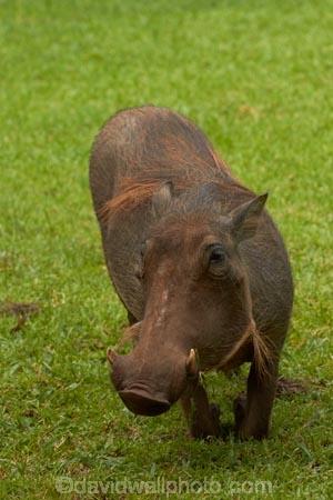 Africa;African-animals;African-wildlife;animal;animals;Common-Warthog;Common-Warthogs;game-drive;game-park;game-parks;game-reserve;game-reserves;game-viewing;Great-Limpopo-Transfrontier-Park;kneel;kneeling;Kruger;Kruger-N.P.;Kruger-National-Park;Kruger-NP;Kruger-reserve;Kruger-to-Canyons-Biosphere;mammal;mammals;national-park;national-parks;natural;nature;Phacochoerus-africanus;Phacochoerus-africanus-sundevallii;Republic-of-South-Africa;reserve;reserves;South-Africa;South-African-Republic;Southern-Africa;Southern-Warthog;Warthog;Warthogs;wild;wilderness;wildlife;wildlife-park;wildlife-parks;wildlife-reserve;wildlife-reserves