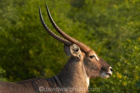 Africa;African-animals;African-wildlife;animal;animals;antelope;antelopes;common-waterbuck;common-waterbucks;ellipsen-waterbuck;ellipsen-waterbucks;game-drive;game-park;game-parks;game-reserve;game-reserves;game-viewing;Great-Limpopo-Transfrontier-Park;horn;horns;Kobus-ellipsiprymnus;Kobus-ellipsiprymnus-ellipsiprymnus;Kruger;Kruger-N.P.;Kruger-National-Park;Kruger-NP;Kruger-reserve;Kruger-to-Canyons-Biosphere;male;male-waterbuck;male-waterbucks;males;mammal;mammals;national-park;national-parks;natural;nature;Republic-of-South-Africa;reserve;reserves;South-Africa;South-African-Republic;Southern-Africa;water-buck;water-bucks;Waterbick;waterbuck;waterbucks;wild;wilderness;wildlife;wildlife-park;wildlife-parks;wildlife-reserve;wildlife-reserves