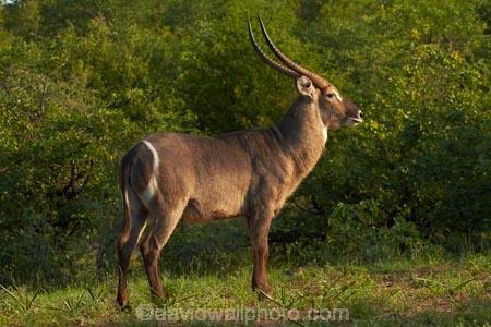 Africa;African-animals;African-wildlife;animal;animals;antelope;antelopes;common-waterbuck;common-waterbucks;ellipsen-waterbuck;ellipsen-waterbucks;game-drive;game-park;game-parks;game-reserve;game-reserves;game-viewing;Great-Limpopo-Transfrontier-Park;horn;horns;Kobus-ellipsiprymnus;Kobus-ellipsiprymnus-ellipsiprymnus;Kruger;Kruger-N.P.;Kruger-National-Park;Kruger-NP;Kruger-reserve;Kruger-to-Canyons-Biosphere;male;male-waterbuck;male-waterbucks;males;mammal;mammals;national-park;national-parks;natural;nature;Republic-of-South-Africa;reserve;reserves;South-Africa;South-African-Republic;Southern-Africa;water-buck;water-bucks;Waterbick;waterbuck;waterbucks;wild;wilderness;wildlife;wildlife-park;wildlife-parks;wildlife-reserve;wildlife-reserves