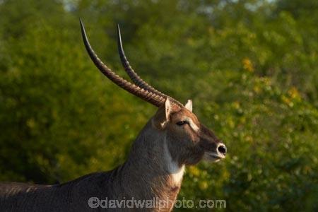 Africa;African-animals;African-wildlife;animal;animals;antelope;antelopes;common-waterbuck;common-waterbucks;ellipsen-waterbuck;ellipsen-waterbucks;game-drive;game-park;game-parks;game-reserve;game-reserves;game-viewing;Great-Limpopo-Transfrontier-Park;horn;horns;Kobus-ellipsiprymnus;Kobus-ellipsiprymnus-ellipsiprymnus;Kruger;Kruger-N.P.;Kruger-National-Park;Kruger-NP;Kruger-reserve;Kruger-to-Canyons-Biosphere;male;male-waterbuck;male-waterbucks;males;mammal;mammals;national-park;national-parks;natural;nature;Republic-of-South-Africa;reserve;reserves;South-Africa;South-African-Republic;Southern-Africa;water-buck;water-bucks;Waterbick;waterbuck;waterbucks;wild;wilderness;wildlife;wildlife-park;wildlife-parks;wildlife-reserve;wildlife-reserves