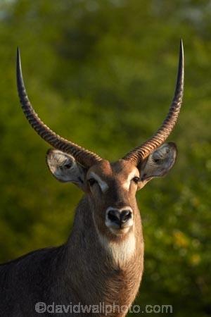 Africa;African-animals;African-wildlife;animal;animals;antelope;antelopes;common-waterbuck;common-waterbucks;ellipsen-waterbuck;ellipsen-waterbucks;game-drive;game-park;game-parks;game-reserve;game-reserves;game-viewing;Great-Limpopo-Transfrontier-Park;horn;horns;Kobus-ellipsiprymnus;Kobus-ellipsiprymnus-ellipsiprymnus;Kruger;Kruger-N.P.;Kruger-National-Park;Kruger-NP;Kruger-reserve;Kruger-to-Canyons-Biosphere;male;male-waterbuck;male-waterbucks;males;mammal;mammals;national-park;national-parks;natural;nature;Republic-of-South-Africa;reserve;reserves;South-Africa;South-African-Republic;Southern-Africa;water-buck;water-bucks;Waterbick;waterbuck;waterbucks;wild;wilderness;wildlife;wildlife-park;wildlife-parks;wildlife-reserve;wildlife-reserves