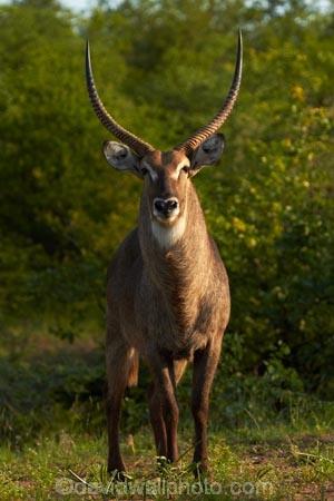Africa;African-animals;African-wildlife;animal;animals;antelope;antelopes;common-waterbuck;common-waterbucks;ellipsen-waterbuck;ellipsen-waterbucks;game-drive;game-park;game-parks;game-reserve;game-reserves;game-viewing;Great-Limpopo-Transfrontier-Park;horn;horns;Kobus-ellipsiprymnus;Kobus-ellipsiprymnus-ellipsiprymnus;Kruger;Kruger-N.P.;Kruger-National-Park;Kruger-NP;Kruger-reserve;Kruger-to-Canyons-Biosphere;male;male-waterbuck;male-waterbucks;males;mammal;mammals;national-park;national-parks;natural;nature;Republic-of-South-Africa;reserve;reserves;South-Africa;South-African-Republic;Southern-Africa;water-buck;water-bucks;Waterbick;waterbuck;waterbucks;wild;wilderness;wildlife;wildlife-park;wildlife-parks;wildlife-reserve;wildlife-reserves