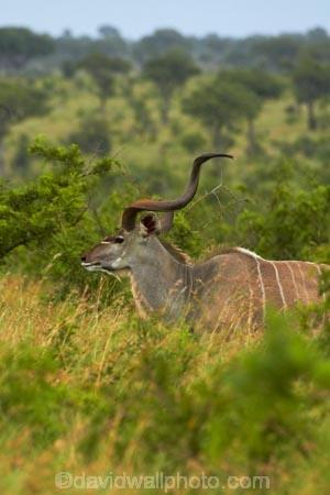 Africa;African-animals;African-wildlife;animal;animals;antelope;antelopes;game-drive;game-park;game-parks;game-reserve;game-reserves;game-viewing;Great-Limpopo-Transfrontier-Park;Greater-kudu;Greater-kudus;Kruger;Kruger-N.P.;Kruger-National-Park;Kruger-NP;Kruger-reserve;Kruger-to-Canyons-Biosphere;kudu;kudus;male;male-greater-kudu;male-greater-kudus;male-kudu;male-kudus;males;mammal;mammals;national-park;national-parks;natural;nature;Republic-of-South-Africa;reserve;reserves;South-Africa;South-African-Republic;Southern-Africa;Tragelaphus-strepsiceros;wild;wilderness;wildlife;wildlife-park;wildlife-parks;wildlife-reserve;wildlife-reserves