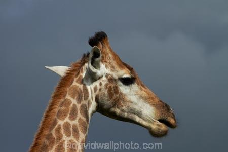 Africa;African;African-animals;African-wildlife;animal;animals;close-up;close-ups;close_up;close_ups;game-drive;game-park;game-parks;game-reserve;game-reserves;game-viewing;Giraffa-camelopardalis;Giraffa-camelopardalis-giraffa;giraffe;giraffes;Great-Limpopo-Transfrontier-Park;Kruger;Kruger-N.P.;Kruger-National-Park;Kruger-NP;Kruger-reserve;Kruger-to-Canyons-Biosphere;mammal;mammals;national-park;national-parks;natural;nature;Republic-of-South-Africa;reserve;reserves;South-Africa;South-African-Giraffe;South-African-Giraffes;South-African-Republic;Southern-Africa;wild;wilderness;wildlife;wildlife-park;wildlife-parks;wildlife-reserve;wildlife-reserves