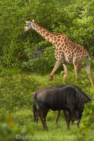 Africa;African-animals;African-wildlife;animal;animals;blue-wildebeest;blue-wildebeests;brindled-gnu;brindled-gnus;common-wildebeest;common-wildebeests;Connochaetes;Connochaetes-taurinus;game-drive;game-park;game-parks;game-reserve;game-reserves;game-viewing;Giraffa-camelopardalis;Giraffa-camelopardalis-giraffa;giraffe;giraffes;gnu;gnus;Great-Limpopo-Transfrontier-Park;Kruger;Kruger-N.P.;Kruger-National-Park;Kruger-NP;Kruger-reserve;Kruger-to-Canyons-Biosphere;mammal;mammals;national-park;national-parks;natural;nature;Republic-of-South-Africa;reserve;reserves;South-Africa;South-African-Giraffe;South-African-Giraffes;South-African-Republic;Southern-Africa;wild;wildebeest;wildebeesties;wildebeests;wilderness;wildlife;wildlife-park;wildlife-parks;wildlife-reserve;wildlife-reserves