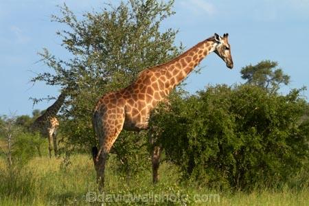 Africa;African-animals;African-wildlife;animal;animals;game-drive;game-park;game-parks;game-reserve;game-reserves;game-viewing;Giraffa-camelopardalis;Giraffa-camelopardalis-giraffa;giraffe;giraffes;Great-Limpopo-Transfrontier-Park;Kruger;Kruger-N.P.;Kruger-National-Park;Kruger-NP;Kruger-reserve;Kruger-to-Canyons-Biosphere;mammal;mammals;national-park;national-parks;natural;nature;Republic-of-South-Africa;reserve;reserves;South-Africa;South-African-Giraffe;South-African-Giraffes;South-African-Republic;Southern-Africa;wild;wilderness;wildlife;wildlife-park;wildlife-parks;wildlife-reserve;wildlife-reserves