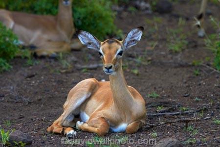 Aepyceros-melampus;Aepyceros-melampus-melampus;Africa;African-animals;African-wildlife;animal;animals;antelope;antelopes;game-drive;game-park;game-parks;game-reserve;game-reserves;game-viewing;Great-Limpopo-Transfrontier-Park;impala;impalas;juvenile;juveniles;Kruger;Kruger-N.P.;Kruger-National-Park;Kruger-NP;Kruger-reserve;Kruger-to-Canyons-Biosphere;mammal;mammals;national-park;national-parks;natural;nature;Republic-of-South-Africa;reserve;reserves;South-Africa;South-African-Republic;Southern-Africa;wild;wilderness;wildlife;wildlife-park;wildlife-parks;wildlife-reserve;wildlife-reserves;young-impala;young-impalas