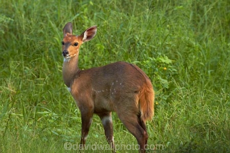 Africa;African;African-animals;African-wildlife;animal;animals;antelope;antelopes;bushbuck;bushbucks;game-park;game-parks;game-reserve;game-reserves;Great-Limpopo-Transfrontier-Park;imbabala;Kruger;Kruger-N.P.;Kruger-National-Park;Kruger-NP;Kruger-reserve;Kruger-to-Canyons-Biosphere;mammal;mammals;national-park;national-parks;Republic-of-South-Africa;South-Africa;South-African-Republic;Southern-Africa;Tragelaphus-sylvaticus;wildlife;wildlife-park;wildlife-parks;wildlife-reserve;wildlife-reserves