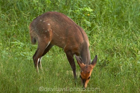 Africa;African;African-animals;African-wildlife;animal;animals;antelope;antelopes;bushbuck;bushbucks;game-park;game-parks;game-reserve;game-reserves;Great-Limpopo-Transfrontier-Park;imbabala;Kruger;Kruger-N.P.;Kruger-National-Park;Kruger-NP;Kruger-reserve;Kruger-to-Canyons-Biosphere;mammal;mammals;national-park;national-parks;Republic-of-South-Africa;South-Africa;South-African-Republic;Southern-Africa;Tragelaphus-sylvaticus;wildlife;wildlife-park;wildlife-parks;wildlife-reserve;wildlife-reserves