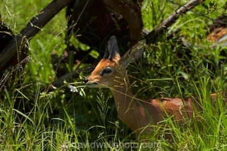 Africa;African-animals;African-wildlife;animal;animals;antelope;antelopes;game-drive;game-park;game-parks;game-reserve;game-reserves;game-viewing;Great-Limpopo-Transfrontier-Park;Kruger;Kruger-N.P.;Kruger-National-Park;Kruger-NP;Kruger-reserve;Kruger-to-Canyons-Biosphere;mammal;mammals;national-park;national-parks;natural;nature;Raphicerus-campestris;Republic-of-South-Africa;reserve;reserves;small-antelope;South-Africa;South-African-Republic;Southern-Africa;Steenbok;Steenboks;steinbok;steinboks;steinbuck;steinbucks;wild;wilderness;wildlife;wildlife-park;wildlife-parks;wildlife-reserve;wildlife-reserves