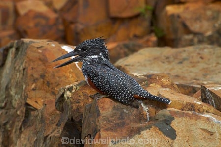 Africa;African;African-animals;African-wildlife;Animal;animals;avian;bird;bird-spotting;bird-watching;bird_watching;birds;Ceryle-maxima;eco-tourism;eco_tourism;ecotourism;Fauna;game-park;game-parks;game-reserve;game-reserves;Giant-Kingfisher;Giant-Kingfishers;Great-Limpopo-Transfrontier-Park;Kingfisher;Kingfishers;Kruger;Kruger-N.P.;Kruger-National-Park;Kruger-NP;Kruger-reserve;Kruger-to-Canyons-Biosphere;Megaceryle-maxima;national-park;national-parks;Natural;Nature;Ornithology;Republic-of-South-Africa;South-Africa;South-African-Republic;Southern-Africa;wild;wildlife;wildlife-park;wildlife-parks;wildlife-reserve;wildlife-reserves