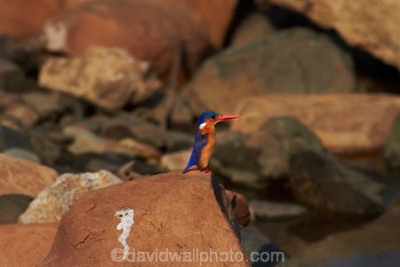Africa;Alcedo-cristata;Animal;animals;avian;bird;bird-spotting;bird-watching;bird_watching;birds;eco-tourism;eco_tourism;ecotourism;Fauna;game-park;game-parks;game-reserve;game-reserves;Great-Limpopo-Transfrontier-Park;kingfisher;kingfishers;Kruger;Kruger-N.P.;Kruger-National-Park;Kruger-NP;Kruger-reserve;Kruger-to-Canyons-Biosphere;Malachite-Kingfisher;Malachite-Kingfishers;national-park;national-parks;Natural;Nature;Ornithology;Republic-of-South-Africa;river-kingfisher;river-kingfishers;South-Africa;South-African-Republic;Southern-Africa;wild;wildlife;wildlife-park;wildlife-parks;wildlife-reserve;wildlife-reserves