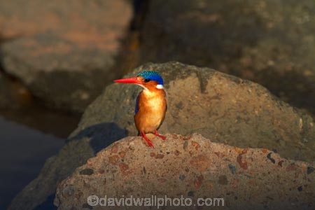 Africa;Alcedo-cristata;Animal;animals;avian;bird;bird-spotting;bird-watching;bird_watching;birds;eco-tourism;eco_tourism;ecotourism;Fauna;game-park;game-parks;game-reserve;game-reserves;Great-Limpopo-Transfrontier-Park;kingfisher;kingfishers;Kruger;Kruger-N.P.;Kruger-National-Park;Kruger-NP;Kruger-reserve;Kruger-to-Canyons-Biosphere;Malachite-Kingfisher;Malachite-Kingfishers;national-park;national-parks;Natural;Nature;Ornithology;Republic-of-South-Africa;river-kingfisher;river-kingfishers;South-Africa;South-African-Republic;Southern-Africa;wild;wildlife;wildlife-park;wildlife-parks;wildlife-reserve;wildlife-reserves