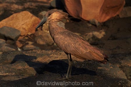 Africa;Animal;animals;Anvilhead;Anvilheads;avian;bird;bird-spotting;bird-watching;bird_watching;birds;eco-tourism;eco_tourism;ecotourism;Fauna;game-park;game-parks;game-reserve;game-reserves;Great-Limpopo-Transfrontier-Park;Hamerkop;Hamerkops;Hammerhead;Hammerhead-Stork;Hammerhead-Storks;Hammerheads;Hammerkop;Hammerkopf;Hammerkopfs;Hammerkops;Kruger;Kruger-N.P.;Kruger-National-Park;Kruger-NP;Kruger-reserve;Kruger-to-Canyons-Biosphere;national-park;national-parks;Natural;Nature;Ornithology;Republic-of-South-Africa;Scopus-umbretta;South-Africa;South-African-Republic;Southern-Africa;Tufted-Umber;Tufted-Umbers;Umber-Bird;Umber-Birds;Umbrette;Umbrettes;wild;wildlife;wildlife-park;wildlife-parks;wildlife-reserve;wildlife-reserves