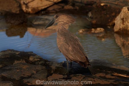 Africa;Animal;animals;Anvilhead;Anvilheads;avian;bird;bird-spotting;bird-watching;bird_watching;birds;eco-tourism;eco_tourism;ecotourism;Fauna;game-park;game-parks;game-reserve;game-reserves;Great-Limpopo-Transfrontier-Park;Hamerkop;Hamerkops;Hammerhead;Hammerhead-Stork;Hammerhead-Storks;Hammerheads;Hammerkop;Hammerkopf;Hammerkopfs;Hammerkops;Kruger;Kruger-N.P.;Kruger-National-Park;Kruger-NP;Kruger-reserve;Kruger-to-Canyons-Biosphere;national-park;national-parks;Natural;Nature;Ornithology;Republic-of-South-Africa;Scopus-umbretta;South-Africa;South-African-Republic;Southern-Africa;Tufted-Umber;Tufted-Umbers;Umber-Bird;Umber-Birds;Umbrette;Umbrettes;wild;wildlife;wildlife-park;wildlife-parks;wildlife-reserve;wildlife-reserves