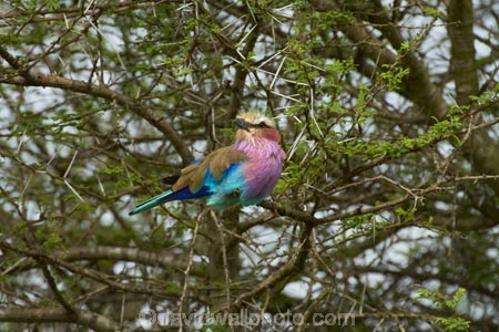 Africa;African;African-animals;African-wildlife;animal;animals;avian;bird;bird-spotting;bird-watching;bird_watching;birds;Coracias-caudatus;eco-tourism;eco_tourism;ecotourism;Fauna;game-drive;game-park;game-parks;game-reserve;game-reserves;game-viewing;Great-Limpopo-Transfrontier-Park;Kruger;Kruger-N.P.;Kruger-National-Park;Kruger-NP;Kruger-reserve;Kruger-to-Canyons-Biosphere;Lilac-breasted-Roller;Lilac-breasted-Rollers;Lilac_breasted-Roller;Lilac_breasted-Rollers;national-park;national-parks;natural;Nature;Ornithology;Republic-of-South-Africa;reserve;reserves;roller;rollers;South-Africa;South-African-Republic;Southern-Africa;wild;wilderness;wildlife;wildlife-park;wildlife-parks;wildlife-reserve;wildlife-reserves