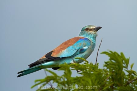 Africa;African;Animal;animals;avian;bird;bird-spotting;bird-watching;bird_watching;birds;Coracias-garrulus;eco-tourism;eco_tourism;ecotourism;European-Roller;European-Rollers;Fauna;game-park;game-parks;game-reserve;game-reserves;Great-Limpopo-Transfrontier-Park;Kruger;Kruger-N.P.;Kruger-National-Park;Kruger-NP;Kruger-reserve;Kruger-to-Canyons-Biosphere;national-park;national-parks;Natural;Nature;Ornithology;Republic-of-South-Africa;Roller;Rollers;South-Africa;South-African-Republic;Southern-Africa;wild;wildlife;wildlife-park;wildlife-parks;wildlife-reserve;wildlife-reserves