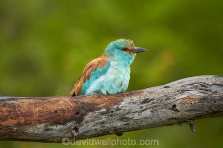 Africa;Animal;animals;avian;bird;bird-spotting;bird-watching;bird_watching;birds;Coracias-garrulus;eco-tourism;eco_tourism;ecotourism;European-Roller;European-Rollers;Fauna;game-park;game-parks;game-reserve;game-reserves;Great-Limpopo-Transfrontier-Park;Kruger;Kruger-N.P.;Kruger-National-Park;Kruger-NP;Kruger-reserve;Kruger-to-Canyons-Biosphere;national-park;national-parks;Natural;Nature;Ornithology;Republic-of-South-Africa;Roller;Rollers;South-Africa;South-African-Republic;Southern-Africa;wild;wildlife;wildlife-park;wildlife-parks;wildlife-reserve;wildlife-reserves