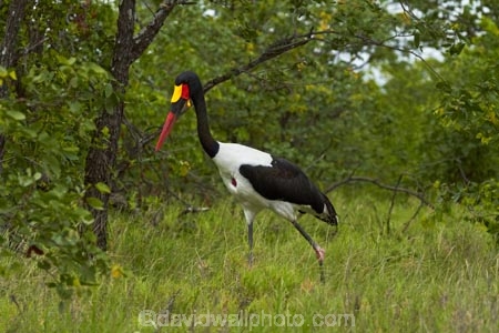 Africa;Animal;animals;avian;bird;bird-spotting;bird-watching;bird_watching;birds;Ciconiidae;eco-tourism;eco_tourism;ecotourism;Ephippiorhynchus-senegalensis;Fauna;game-park;game-parks;game-reserve;game-reserves;Great-Limpopo-Transfrontier-Park;Kruger;Kruger-N.P.;Kruger-National-Park;Kruger-NP;Kruger-reserve;Kruger-to-Canyons-Biosphere;national-park;national-parks;Natural;Nature;Ornithology;Republic-of-South-Africa;Saddle-billed-Stork;Saddle-billed-Storks;Saddle_billed-Stork;Saddle_billed-Storks;Saddlebilled-Stork;Saddlebilled-Storks;South-Africa;South-African-Republic;Southern-Africa;stork;storks;wading-bird;wild;wildlife;wildlife-park;wildlife-parks;wildlife-reserve;wildlife-reserves