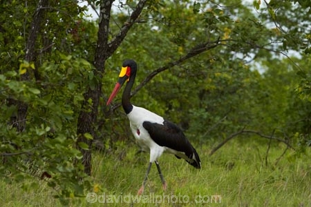 Africa;Animal;animals;avian;bird;bird-spotting;bird-watching;bird_watching;birds;Ciconiidae;eco-tourism;eco_tourism;ecotourism;Ephippiorhynchus-senegalensis;Fauna;game-park;game-parks;game-reserve;game-reserves;Great-Limpopo-Transfrontier-Park;Kruger;Kruger-N.P.;Kruger-National-Park;Kruger-NP;Kruger-reserve;Kruger-to-Canyons-Biosphere;national-park;national-parks;Natural;Nature;Ornithology;Republic-of-South-Africa;Saddle-billed-Stork;Saddle-billed-Storks;Saddle_billed-Stork;Saddle_billed-Storks;Saddlebilled-Stork;Saddlebilled-Storks;South-Africa;South-African-Republic;Southern-Africa;stork;storks;wading-bird;wild;wildlife;wildlife-park;wildlife-parks;wildlife-reserve;wildlife-reserves