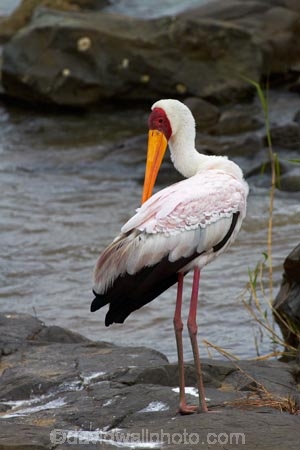 Africa;African;African-animals;African-wildlife;Animal;animals;avian;bird;bird-spotting;bird-watching;bird_watching;birds;Ciconiidae;eco-tourism;eco_tourism;ecotourism;Fauna;game-park;game-parks;game-reserve;game-reserves;Great-Limpopo-Transfrontier-Park;Kruger;Kruger-N.P.;Kruger-National-Park;Kruger-NP;Kruger-reserve;Kruger-to-Canyons-Biosphere;Mycteria-ibis;national-park;national-parks;Natural;Nature;Ornithology;Republic-of-South-Africa;South-Africa;South-African-Republic;Southern-Africa;stork;storks;wading-bird;wading-birds;wild;wildlife;wildlife-park;wildlife-parks;wildlife-reserve;wildlife-reserves;Yellow-billed-Stork;Yellow-billed-Storks;Yellow_billed-Stork;Yellow_billed-Storks