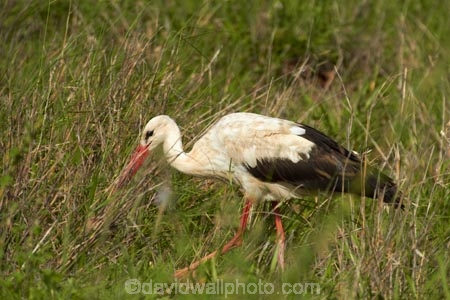 Africa;Animal;animals;avian;bird;bird-spotting;bird-watching;bird_watching;birds;Ciconia-ciconia;Ciconiidae;eco-tourism;eco_tourism;ecotourism;Fauna;game-park;game-parks;game-reserve;game-reserves;Great-Limpopo-Transfrontier-Park;Kruger;Kruger-N.P.;Kruger-National-Park;Kruger-NP;Kruger-reserve;Kruger-to-Canyons-Biosphere;national-park;national-parks;Natural;Nature;Ornithology;Republic-of-South-Africa;South-Africa;South-African-Republic;Southern-Africa;stork;storks;White-Stork;White-Storks;wild;wildlife;wildlife-park;wildlife-parks;wildlife-reserve;wildlife-reserves