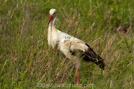 Africa;Animal;animals;avian;bird;bird-spotting;bird-watching;bird_watching;birds;Ciconia-ciconia;Ciconiidae;eco-tourism;eco_tourism;ecotourism;Fauna;game-park;game-parks;game-reserve;game-reserves;Great-Limpopo-Transfrontier-Park;Kruger;Kruger-N.P.;Kruger-National-Park;Kruger-NP;Kruger-reserve;Kruger-to-Canyons-Biosphere;national-park;national-parks;Natural;Nature;Ornithology;Republic-of-South-Africa;South-Africa;South-African-Republic;Southern-Africa;stork;storks;White-Stork;White-Storks;wild;wildlife;wildlife-park;wildlife-parks;wildlife-reserve;wildlife-reserves
