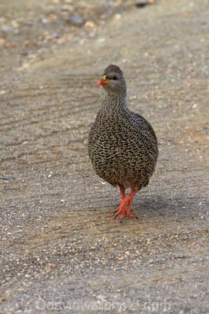 Africa;African;African-animals;African-wildlife;Animal;animals;avian;bird;bird-spotting;bird-watching;bird_watching;birds;eco-tourism;eco_tourism;ecotourism;Fauna;Francolin;Francolins;game-park;game-parks;game-reserve;game-reserves;Great-Limpopo-Transfrontier-Park;Kruger;Kruger-N.P.;Kruger-National-Park;Kruger-NP;Kruger-reserve;Kruger-to-Canyons-Biosphere;Natal-Francolin;Natal-Francolins;Natal-Spurfowl;Natal-Spurfowls;national-park;national-parks;Natural;Nature;Ornithology;Pternistis-natalensis;Republic-of-South-Africa;South-Africa;South-African-Republic;Southern-Africa;Spurfowl;Spurfowls;wild;wildlife;wildlife-park;wildlife-parks;wildlife-reserve;wildlife-reserves