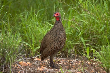 Africa;Animal;animals;avian;bird;bird-spotting;bird-watching;bird_watching;birds;eco-tourism;eco_tourism;ecotourism;Fauna;Francolin;Francolins;game-park;game-parks;game-reserve;game-reserves;Great-Limpopo-Transfrontier-Park;Kruger;Kruger-N.P.;Kruger-National-Park;Kruger-NP;Kruger-reserve;Kruger-to-Canyons-Biosphere;national-park;national-parks;Natural;Nature;Ornithology;Phasianidae;Pternistis-swainsonii;Republic-of-South-Africa;South-Africa;South-African-Republic;Southern-Africa;Spurfowl;Spurfowls;Swainsons-Francolin;Swainsons-Francolins;Swainsons-Spurfowl;Swainsons-Spurfowls;Swainsons-Francolin;Swainsons-Francolins;Swainsons-Spurfowl;Swainsons-Spurfowls;wild;wildlife;wildlife-park;wildlife-parks;wildlife-reserve;wildlife-reserves