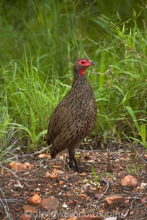 Africa;Animal;animals;avian;bird;bird-spotting;bird-watching;bird_watching;birds;eco-tourism;eco_tourism;ecotourism;Fauna;Francolin;Francolins;game-park;game-parks;game-reserve;game-reserves;Great-Limpopo-Transfrontier-Park;Kruger;Kruger-N.P.;Kruger-National-Park;Kruger-NP;Kruger-reserve;Kruger-to-Canyons-Biosphere;national-park;national-parks;Natural;Nature;Ornithology;Phasianidae;Pternistis-swainsonii;Republic-of-South-Africa;South-Africa;South-African-Republic;Southern-Africa;Spurfowl;Spurfowls;Swainsons-Francolin;Swainsons-Francolins;Swainsons-Spurfowl;Swainsons-Spurfowls;Swainsons-Francolin;Swainsons-Francolins;Swainsons-Spurfowl;Swainsons-Spurfowls;wild;wildlife;wildlife-park;wildlife-parks;wildlife-reserve;wildlife-reserves