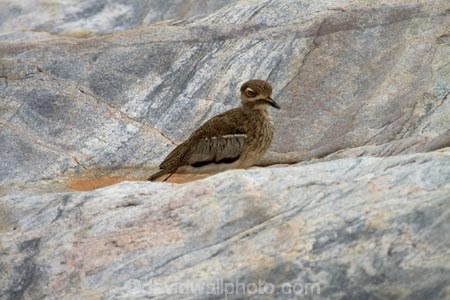 Africa;African;African-animals;African-wildlife;Animal;animals;avian;bird;bird-spotting;bird-watching;bird_watching;birds;Burhinus-vermiculatus;dikkop;dikkops;eco-tourism;eco_tourism;ecotourism;Fauna;game-park;game-parks;game-reserve;game-reserves;Great-Limpopo-Transfrontier-Park;Kruger;Kruger-N.P.;Kruger-National-Park;Kruger-NP;Kruger-reserve;Kruger-to-Canyons-Biosphere;national-park;national-parks;Natural;Nature;Ornithology;Republic-of-South-Africa;South-Africa;South-African-Republic;Southern-Africa;Thick_knee;Thick_knees;Water-dikkop;Water-dikkops;Water-Thick_knee;Water-Thick_knees;wild;wildlife;wildlife-park;wildlife-parks;wildlife-reserve;wildlife-reserves