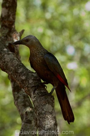Africa;Animal;animals;avian;bird;bird-spotting;bird-watching;bird_watching;birds;eco-tourism;eco_tourism;ecotourism;Fauna;game-park;game-parks;game-reserve;game-reserves;Great-Limpopo-Transfrontier-Park;Kruger;Kruger-N.P.;Kruger-National-Park;Kruger-NP;Kruger-reserve;Kruger-to-Canyons-Biosphere;national-park;national-parks;Natural;Nature;Onychognathus-morio;Ornithology;Red-winged-Starling;Red-winged-Starlings;Red_winged-Starling;Red_winged-Starlings;Republic-of-South-Africa;South-Africa;South-African-Republic;Southern-Africa;starling;starlings;Sturnidae;wild;wildlife;wildlife-park;wildlife-parks;wildlife-reserve;wildlife-reserves