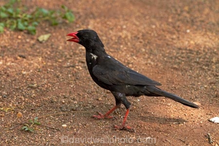 Africa;Animal;animals;avian;bird;bird-spotting;bird-watching;bird_watching;birds;Bubalornis-niger;Buffalo-Weaver;Buffalo-Weavers;eco-tourism;eco_tourism;ecotourism;Fauna;game-park;game-parks;game-reserve;game-reserves;Great-Limpopo-Transfrontier-Park;Kruger;Kruger-N.P.;Kruger-National-Park;Kruger-NP;Kruger-reserve;Kruger-to-Canyons-Biosphere;national-park;national-parks;Natural;Nature;Ornithology;Ploceidae;Red_billed-Buffalo-Weaver;Red_billed-Buffalo-Weavers;Redbilled-Buffalo-Weaver;Redbilled-Buffalo-Weavers;Republic-of-South-Africa;South-Africa;South-African-Republic;Southern-Africa;Weaver;Weavers;wild;wildlife;wildlife-park;wildlife-parks;wildlife-reserve;wildlife-reserves