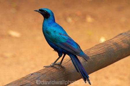 Africa;Animal;animals;avian;bird;bird-spotting;bird-watching;bird_watching;birds;Burchells-Glossy_starling;Burchells-Glossy_starlings;Burchells-Starling;Burchells-Starlings;Burchells-Glossy_starling;Burchells-Glossy_starlings;Burchells-Starling;Burchells-Starlings;eco-tourism;eco_tourism;ecotourism;Fauna;game-park;game-parks;game-reserve;game-reserves;Glossy-starling;Glossy-starlings;Great-Limpopo-Transfrontier-Park;Kruger;Kruger-N.P.;Kruger-National-Park;Kruger-NP;Kruger-reserve;Kruger-to-Canyons-Biosphere;Lamprotornis-australis;national-park;national-parks;Natural;Nature;Ornithology;Republic-of-South-Africa;South-Africa;South-African-Republic;Southern-Africa;starling;starlings;wild;wildlife;wildlife-park;wildlife-parks;wildlife-reserve;wildlife-reserves