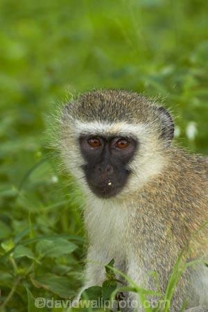 Africa;African-animals;African-wildlife;animal;animals;Chlorocebus-pygerythrus;Chlorocebus-pygerythrus-pygerythus;game-drive;game-park;game-parks;game-reserve;game-reserves;game-viewing;Great-Limpopo-Transfrontier-Park;Kruger;Kruger-N.P.;Kruger-National-Park;Kruger-NP;Kruger-reserve;Kruger-to-Canyons-Biosphere;mammal;mammals;monkey;monkeys;national-park;national-parks;natural;nature;primate;primates;Republic-of-South-Africa;reserve;reserves;South-Africa;South-African-Republic;Southern-Africa;Vervet;Vervet-monkey;Vervet-monkeys;Vervets;wild;wilderness;wildlife;wildlife-park;wildlife-parks;wildlife-reserve;wildlife-reserves